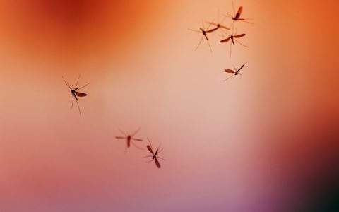 疾控提醒：今年蚊子或迎来史诗级加强，登革热等疾病风险或上升【今年疫情安排】