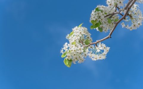 白露是啥意思？走进传统节气解锁文化新知