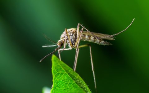 驱蚊手环真的有用吗？为什么戴了还是被蚊子咬